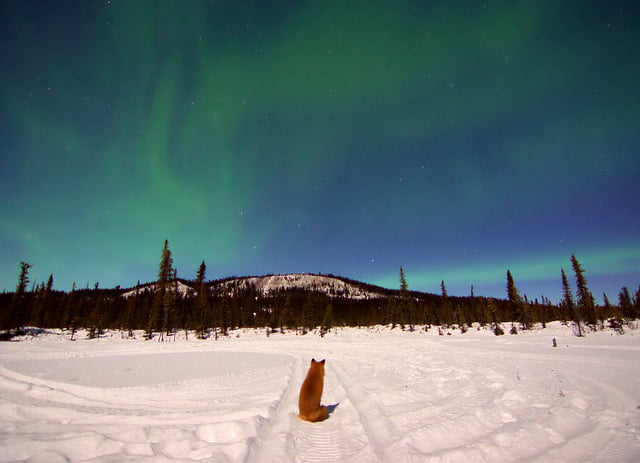 Auroras boreales: cuándo y dónde verlas. zorro mirando la aurora boreal de alaska