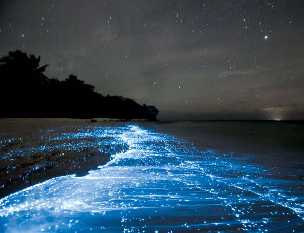 playa bioluminiscente de Maldivas